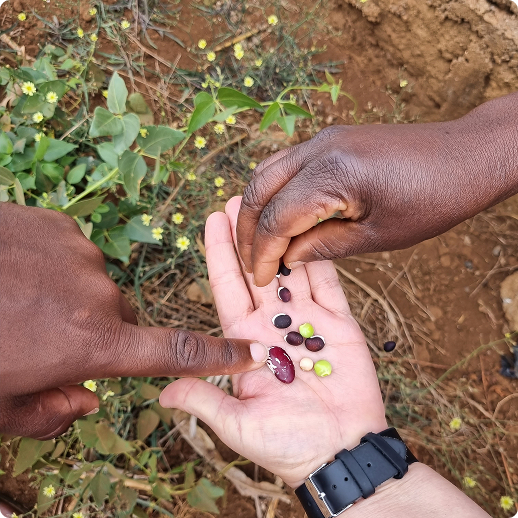 seed on hand image