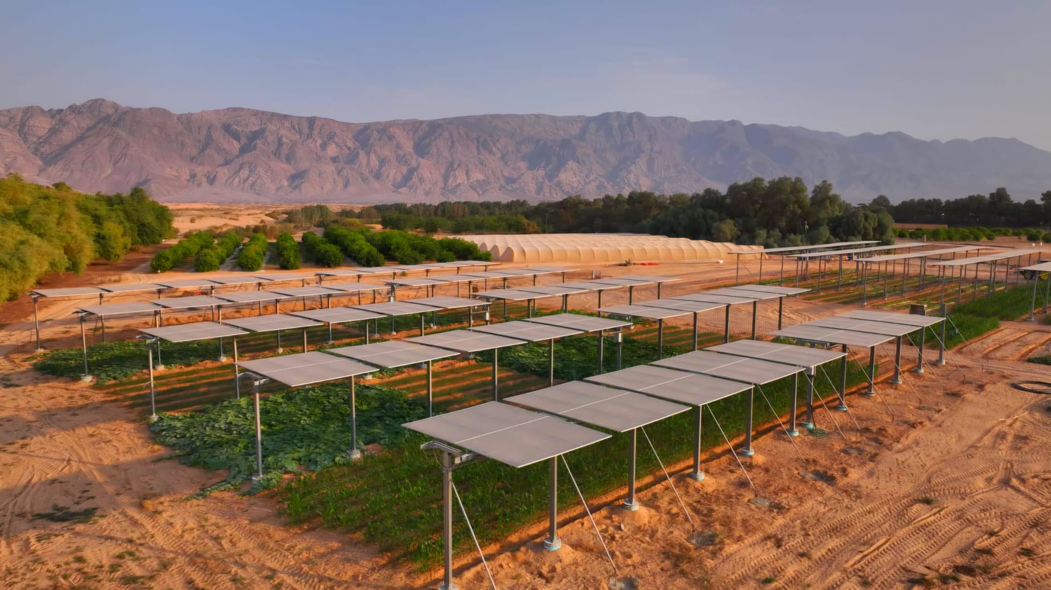 Large Scale Agrivoltaics